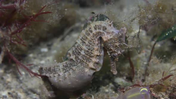 A pregnant common seahorse attached to some marine vegetation swaying about in the ocean current alt