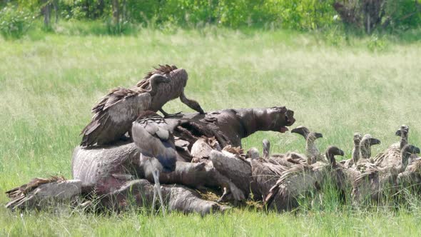White-backed vultures feeding on a dead hippo at the field in Botswana - medium shot alt