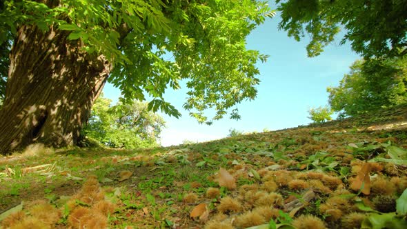 Chestnuts in Shells Lie on Ground Among Leaves and Grass alt