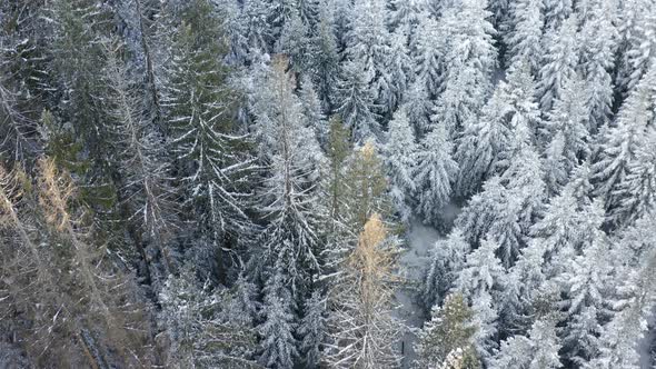 Aerial view of Winter Spruce and Pine Forest