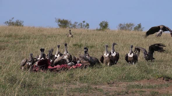 African White Backed Vulture, gyps africanus, Ruppell's Vulture, gyps rueppelli alt