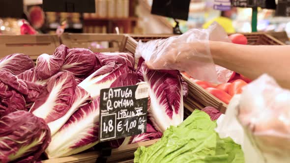 Picking radicchio at grocery store. Hand choosing chicory in the market at slow motion. Healthy vege alt