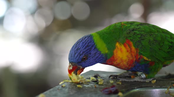 Rainbow Parakeet eating fruit - SLOW MOTION alt