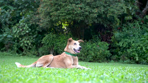 Happy Domestic Dog is Lying on the Green Grass in the Park