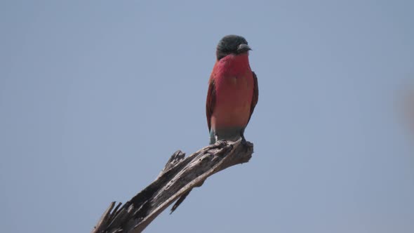 Close up from a Cinnamon-chested bee-eater sitting on a tree branch alt