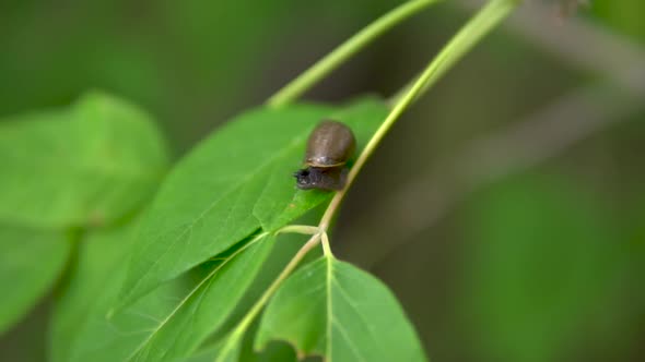 A Snail Sits on a Green Leaf. Snail with a Shell on Its Back. Slowly alt