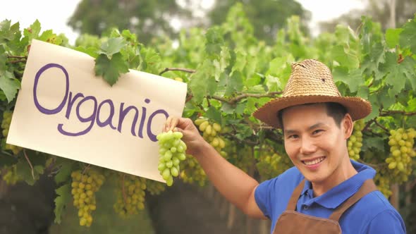 Happy young farmer holding bunch of grapes on organic vineyard background alt