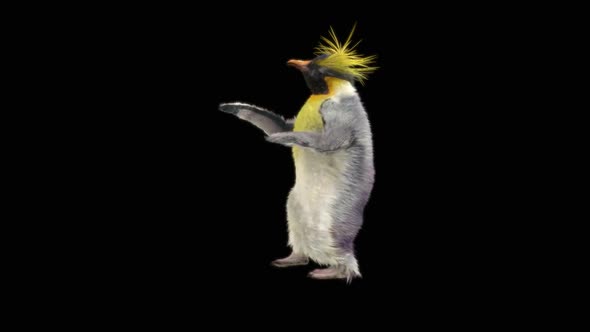 63 Samba Dancing HD alt