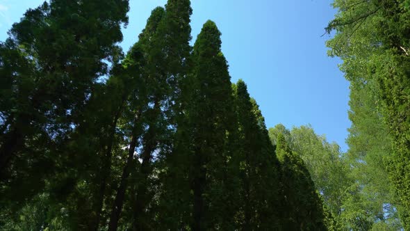 Look at the trees from bottom to top alt