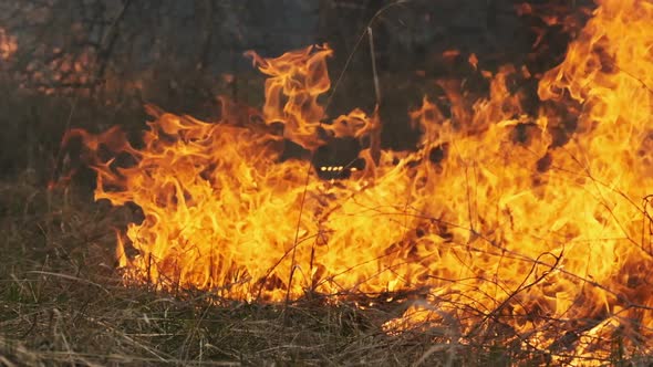 Fire in the Forest Burning Dry Grass Trees Bushes Flame and Smoke Wildfires alt