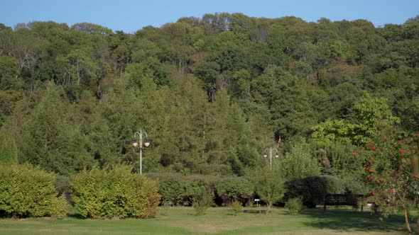 Landscape View on Autumn Golden Trees in a Park