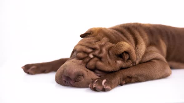 Shar Pei Dog with White Background alt