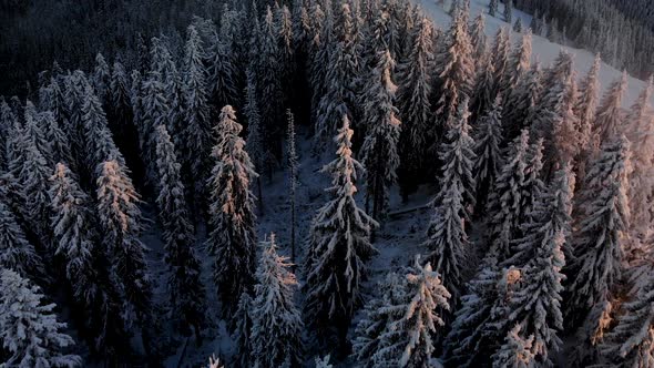 Drone Fly Above Dark Mountain Forest in Winter 