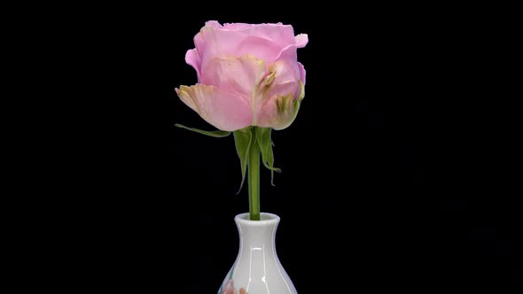 Rotating pink Heidi rose with ALPHA channel, seamless loop alt