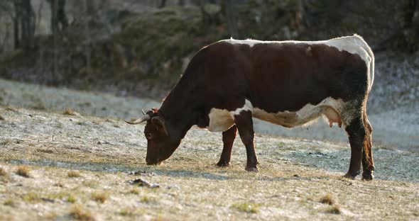 A Brown Cow Eating Grass in the Firstmorning Sunshine