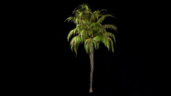 Palm tree with alpha channel