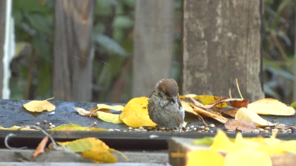 Sparrow Bathes in Puddle
