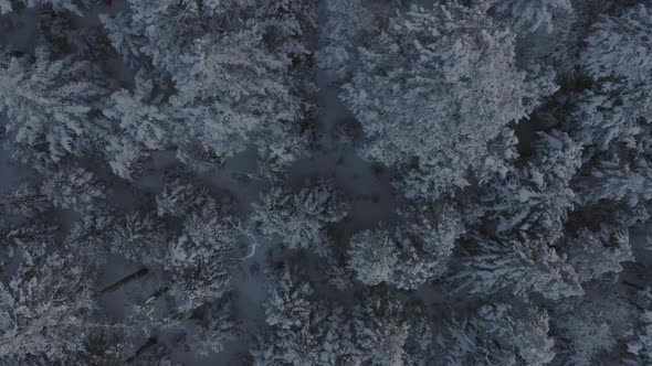 Snow covered spruce trees on the side of a mountain AERIAL TOP DOWN alt