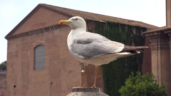 A Tame Seagull, Accustomed to Living in the City, is Standing alt