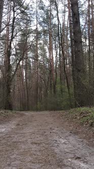 Vertical Video of a Road in the Forest Slow Motion alt