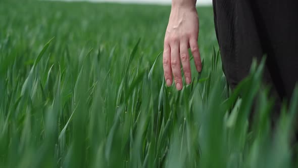 Flamboyant Girl In Black Dress Goes By The Field. alt