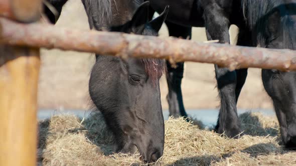 Close Up of Two Dark Bay Horses Faces Eating Hay Outdoors at Farm on Sunny Day