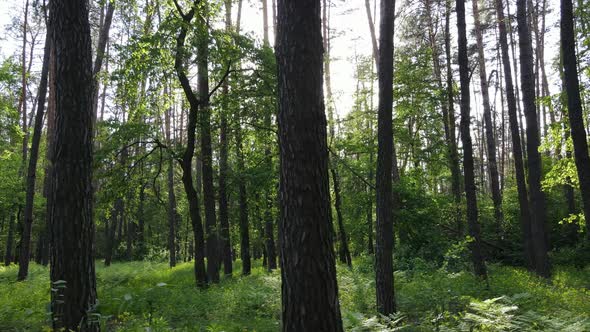 Wild Forest Landscape on a Summer Day alt