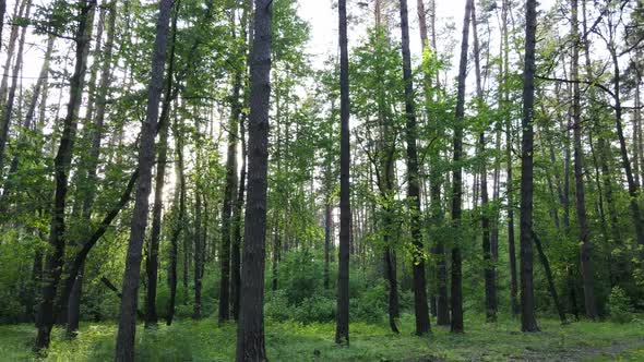 Wild Forest Landscape on a Summer Day alt