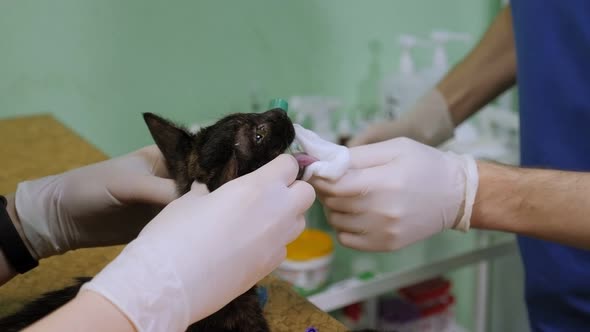Doctor Inserts a Special Tube for Breathing Into the Cat's Mouth Before Surgery alt