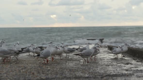 Seagulls on the pier near the sea