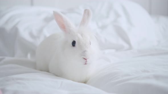 White Fluffy Rabbit