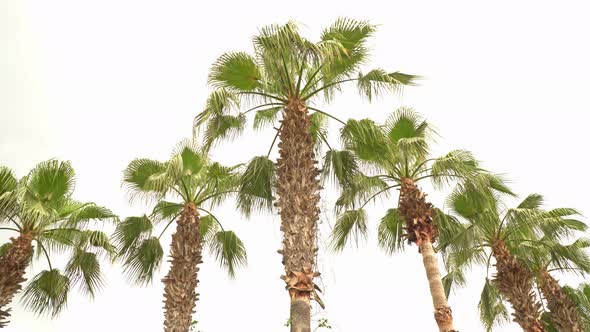 Palm Trees On Cloudy Weather 4 alt