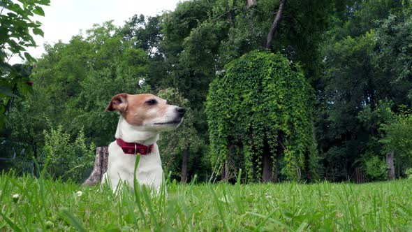 Jack Russel Terrier on Green Field