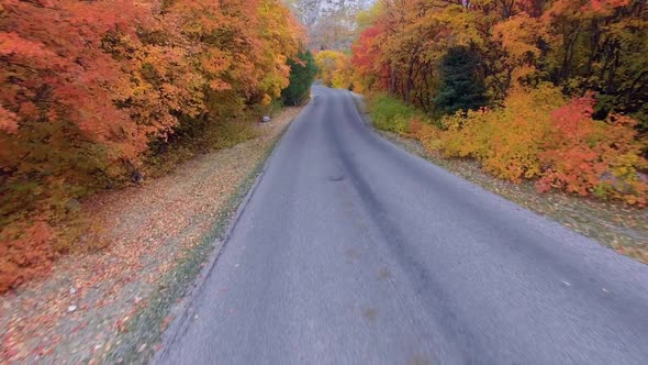 Flying down road winding through trees in Fall color alt