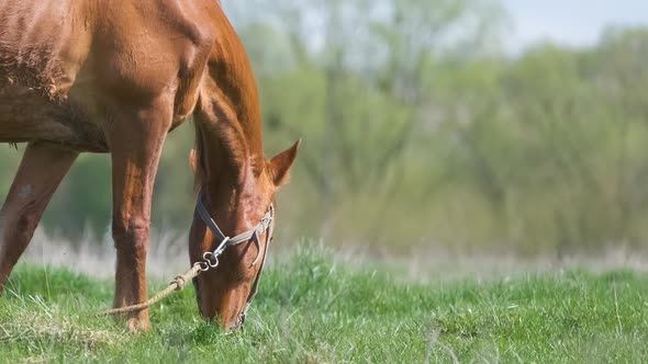 Thin Chestnut Horse Eating Grass While Grazing on Farm Grassland Pasture alt