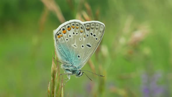 Common Blue Polyommatus Icarus, Wild Butterfly Male, Detail Macro, Common Species Without Endangered
