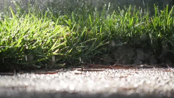 Fresh Watered Grass alt