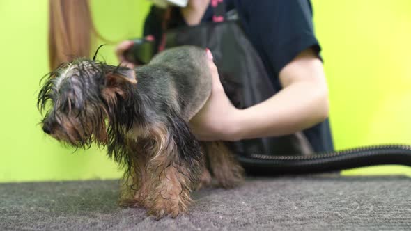 Groomer Dries with a Hairdryer of Yorkshire Terrier alt