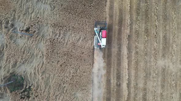 Harvester in the rice field alt