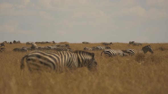 Zebras grazing in the Masai Mara savannah alt