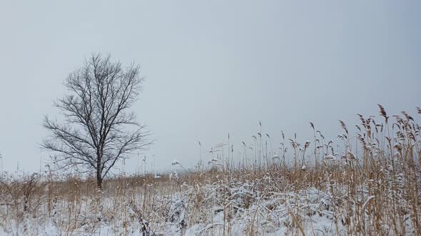 Barren lone tree on the snowy field surrounded by dry reed plants