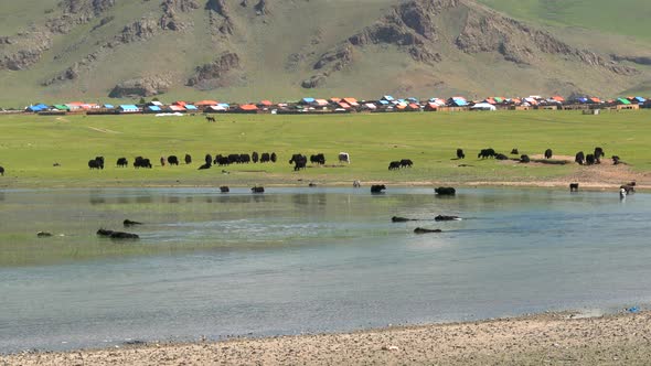Yak Cattle Crossing the River's Waters in the Mongolian Meadows alt