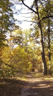 Vertical Video Autumn Forest By Day alt