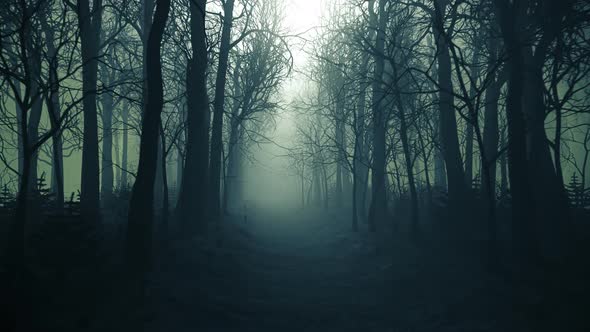 Forest alley in dense fog. Bare trees during winter. Dark moody landscape. alt