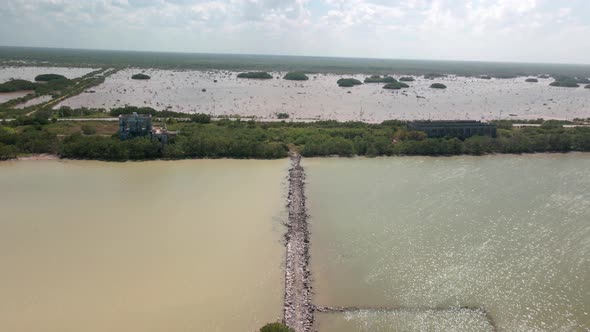 Mangrove diversity in Yucatan Mexico alt