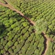 Aerial View Tea Plantations of India - VideoHive Item for Sale