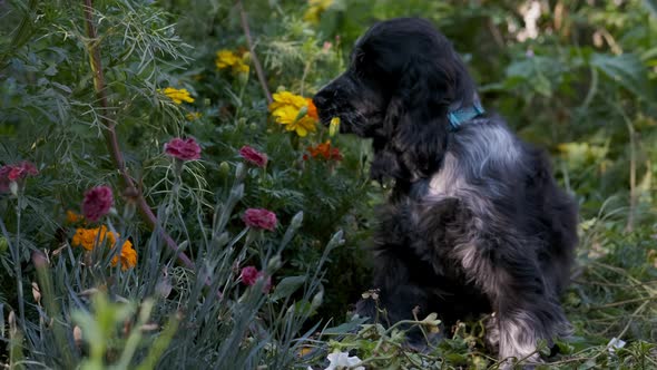 Cute Spaniel Puppy Dog Chews on Colorful Flowers in Green Garden in Slow Motion, Fixed Soft Focus. B alt