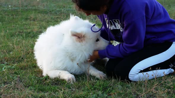 White beautiful Samoyed dog smiles. Female hand stroking dog on the head while sitting on the grass alt