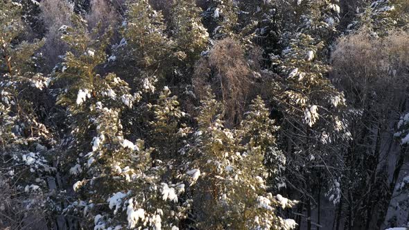 AERIAL: Reveal Shot of Vast Majestic Snowy Pine Forest on a Golden Hour Evening 