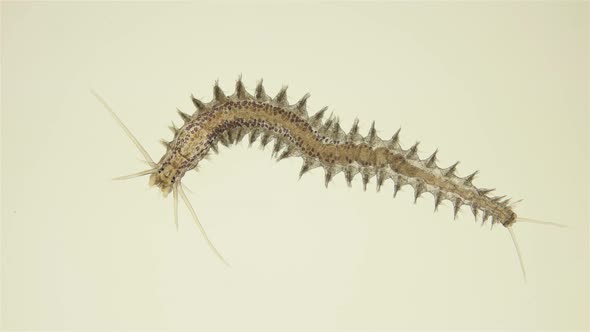 Worm Platynereis sp. under the microscope, Class Polychaeta, Nereididae Family alt